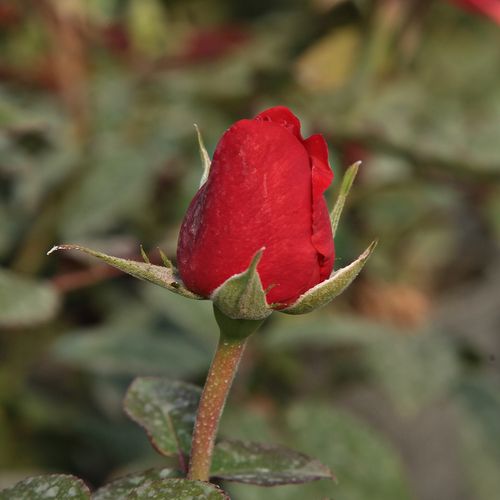 Rosa Jaipur™ - narancssárga - Csokros virágú - magastörzsű rózsafa- bokros koronaforma